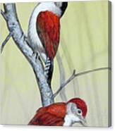 Scarlet-backed Woodpecker Canvas Print