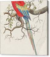 Scarlet Macaw Canvas Print