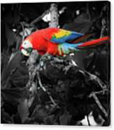 Scarlet Macaw In Costa Rican Forest Canvas Print