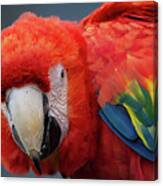 Scarlet Macaw Portrait Canvas Print
