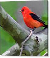 Scarlet Tanager Canvas Print