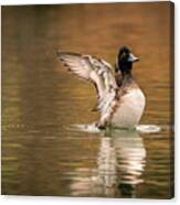 Scaup In The Water Ii Canvas Print