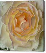 Scented Rose Canvas Print