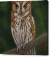 Screech Owl Canvas Print