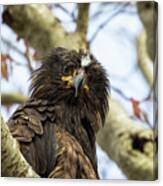 Scruffy The Young Eagle Canvas Print