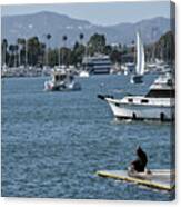 Sea Lion In The Harbor Among The Sailboats Canvas Print