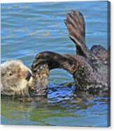 Sea Otter #2 Canvas Print