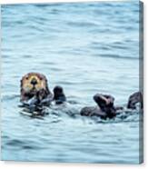 Sea Otter Naptime Canvas Print