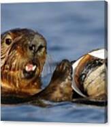 Sea Otter With Clam Canvas Print