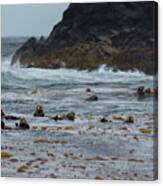 Sea Otters Floating In Giant Kelp Canvas Print