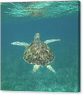 Sea Turtle Reflections Canvas Print