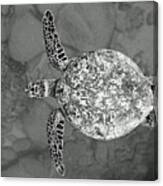 Sea Turtle Swimming Underwater In Hawaii Canvas Print