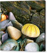 Sea Urchin Among Rocks Canvas Print