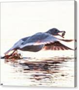 Seagull In Flight Canvas Print