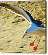 Seagull In Motion Canvas Print