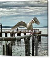 Seagull On The Move Canvas Print