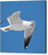 Seagull Over Tybee Canvas Print