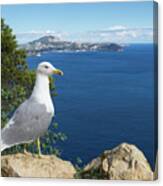 Seagull Watches The Mediterranean Sea Canvas Print