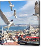 Seagulls Of Istanbul Canvas Print
