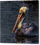 Searching For Food Canvas Print