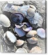 Seashells On The Shoreline Canvas Print