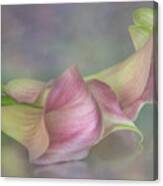 Seductive Calla Curves Canvas Print