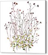 Seeds And Dried Flowers Canvas Print