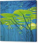 Seerosen, Wasser Canvas Print