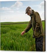 Senior Man Looking At The Condition Of A Crop Canvas Print