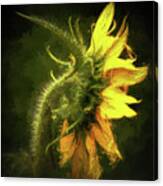 Sensational Sunflower Canvas Print