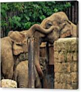 Separated Family Of Elephants Hugging Each Other Canvas Print