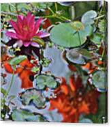September Rose Water Lily 1 Canvas Print