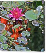 September Rose Water Lily 2 Canvas Print