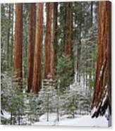 Sequoias Young And Old Canvas Print