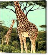 Serengeti Giraffes Canvas Print
