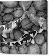 Serenity Koi In Black And White Canvas Print