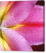 Shapes Of Lily Canvas Print