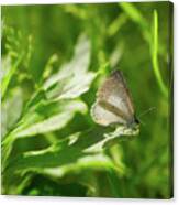 Sharing The Light - Spring Azure Butterfly Canvas Print