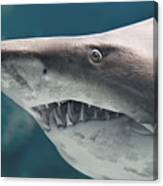 Shark Fish Canvas Print