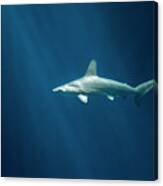 Shark Monterey Bay Aquarium Canvas Print