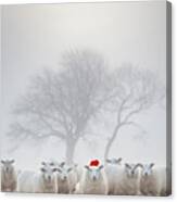 Sheep In The Mist - Christmas Greeting Canvas Print