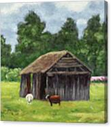 Sheep Shed Canvas Print