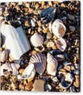 Shells Collection On Pebbles Canvas Print