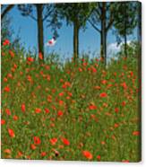 Shoulder Of Poppies Canvas Print