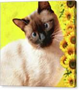 Siamese Cat And Sunflowers Canvas Print