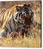 Siberian Tiger Eating Canvas Print