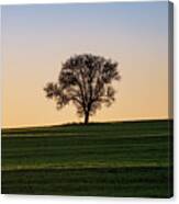 Silhouette Of Lone Leafless Tree At Sunset Canvas Print