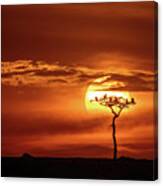 Silhouette Of Vultures Roosting On An Acacia Tree At Sunset In The Masai Mara, Kenya. Canvas Print
