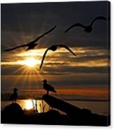 Silhouetted Seagulls Canvas Print