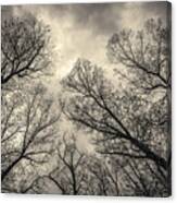 Silhouetted Trees V Toned Canvas Print